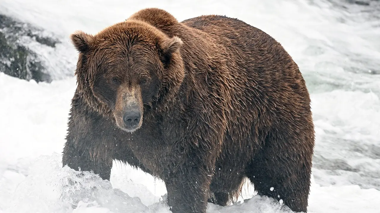 A chave da Semana do Urso Gordo está definida: conheça os pesos-pesados, azarões e o campeão em defesa do título neste torneio