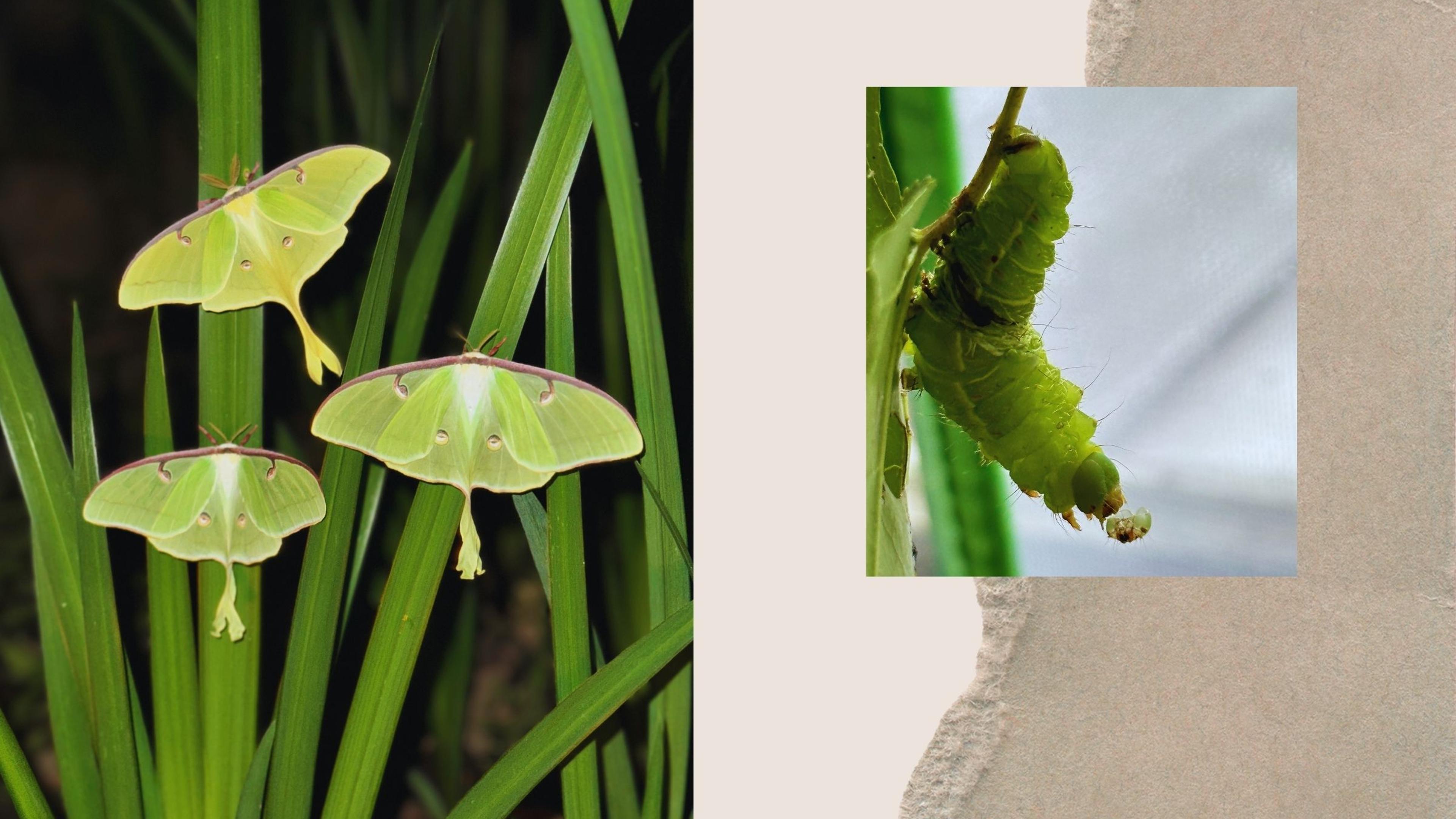 A mariposa-lua que me salvou